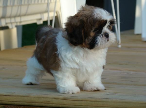 Shih tzu