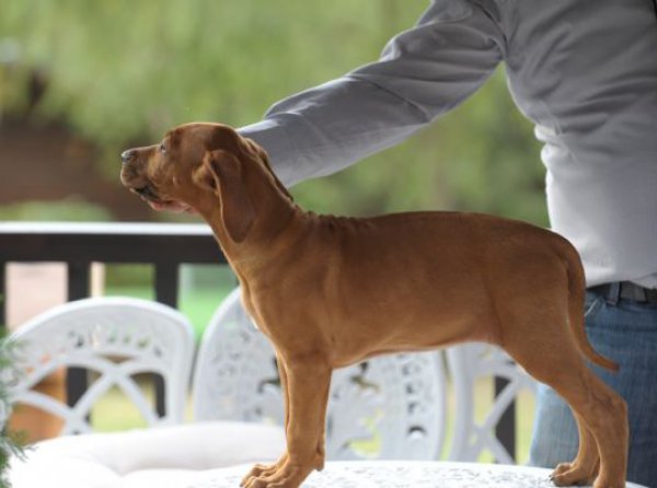 Rhodesian Ridgeback Yavru Temini