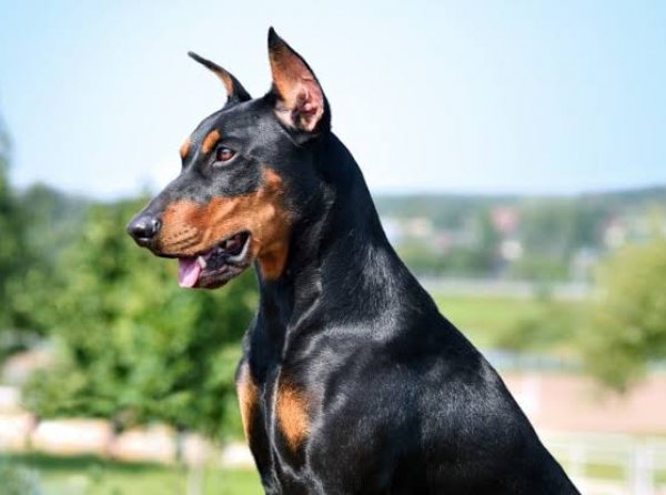 Doberman