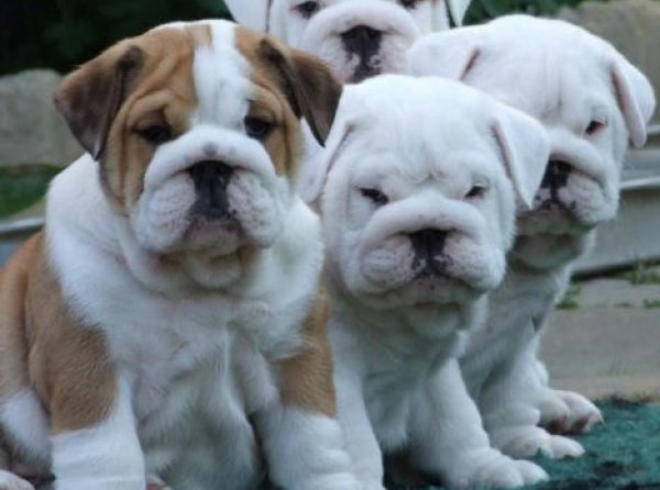 İngiliz Bulldog