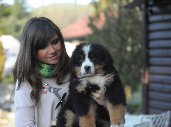 Bernese Mountain Dog