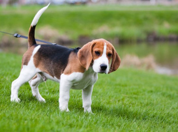 Beagle